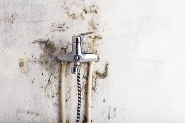 Best Fast Mold Removal  in Randallstown, MD