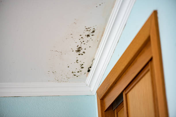 Best Certified Mold Removal  in Randallstown, MD