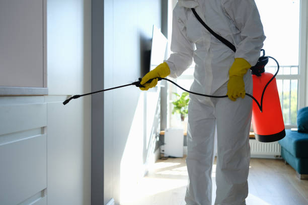 Best Mold Damage Repair  in Randallstown, MD
