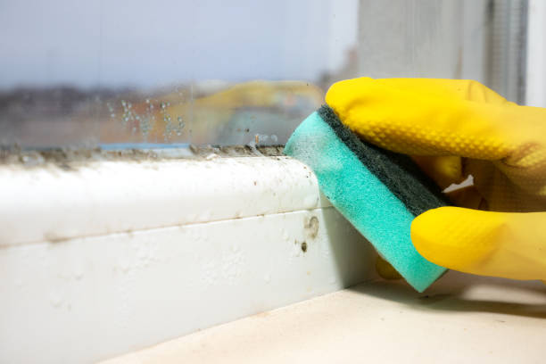 Best Same-Day Mold Removal  in Randallstown, MD