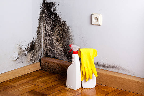 Best Local Mold Removal Service  in Randallstown, MD