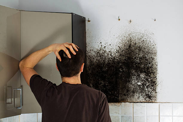 Best Black Mold Removal  in Randallstown, MD