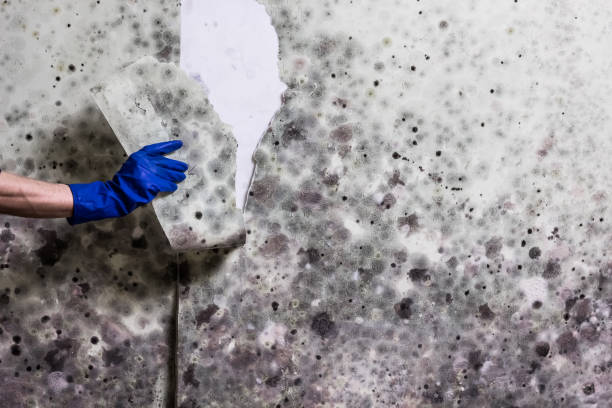 Best Mold Testing  in Randallstown, MD