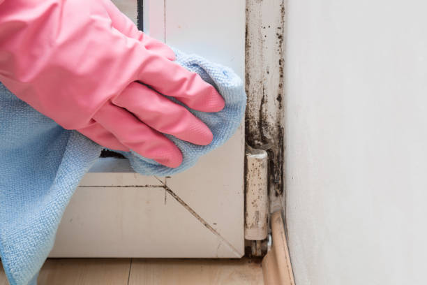 Trusted Randallstown, MD Mold Removal Experts