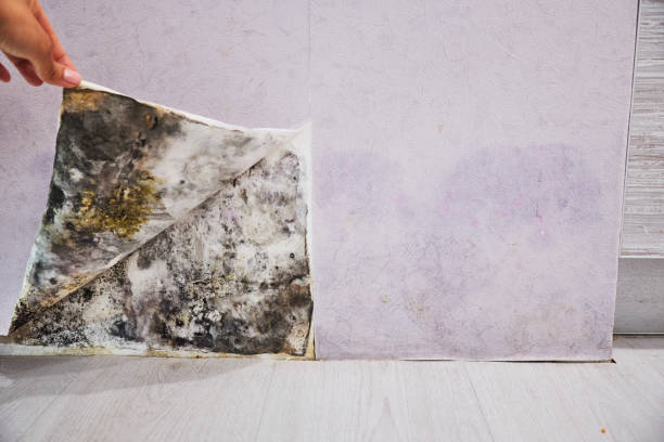 Crawl Space Mold Removal in Randallstown, MD